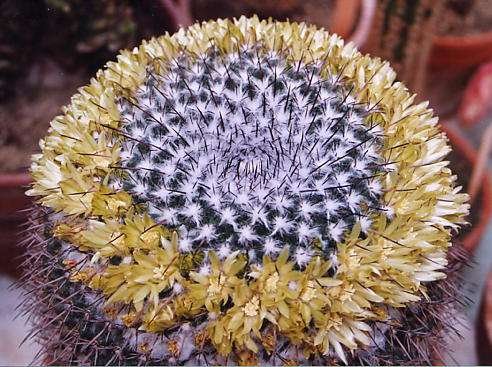 Mammillaria_giantea